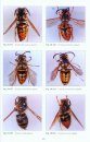 Vespine Wasps of the World