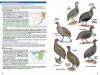Roberts Geographic Variation of Southern African Birds
