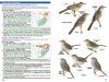 Roberts Geographic Variation of Southern African Birds