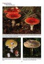 The Genus Amanita in Great Britain