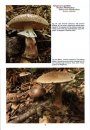 The Genus Amanita in Great Britain