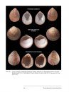 Bivalve Seashells of Tropical West America (2-Volume Set)