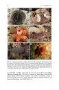 Echinoderm Research and Diversity in Latin America