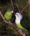 Parrots of Africa, Madagascar and the Mascarene Islands