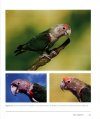 Parrots of Africa, Madagascar and the Mascarene Islands