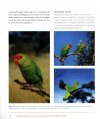 Parrots of Africa, Madagascar and the Mascarene Islands