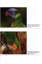 Parrots: The Animal Answer Guide