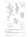 Flore des Bryophytes du Québec-Labrador, Volume 1: Anthocérotes et Hépatiques [Bryophyte Flora of Quebec Labrador, Volume 1: Hornworts and Liverworts]