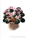 Genus Cyclamen in Science, Cultivation, Art and Culture