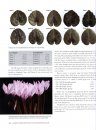 Genus Cyclamen in Science, Cultivation, Art and Culture