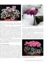Genus Cyclamen in Science, Cultivation, Art and Culture