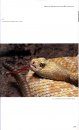 Rattlesnakes of the United States and Canada
