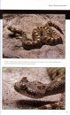 Rattlesnakes of the United States and Canada