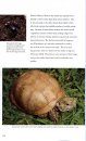 The Complete North American Box Turtle