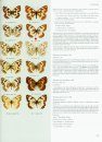 Butterflies of the Holarctic Region, Part 2