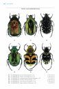 Beetles of Britain and Ireland, Volume 3