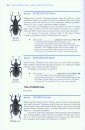 Beetles of Britain and Ireland, Volume 4