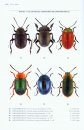 Beetles of Britain and Ireland, Volume 4