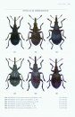 Beetles of Britain and Ireland, Volume 4