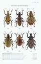 Beetles of Britain and Ireland, Volume 4