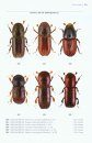 Beetles of Britain and Ireland, Volume 4