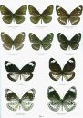 Butterflies of the World, Part 37: Nymphalidae XXI: Euploea of the Philippine Islands