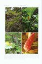 Flora of Thailand, Volume 11, Part 2