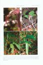 Flora of Thailand, Volume 11, Part 2