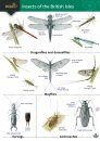 Guide to Insects of the British Isles