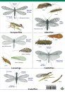 Guide to Insects of the British Isles