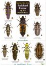 Guide to the Ladybird Larvae of the British Isles