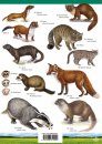 Land Mammals of Britain
