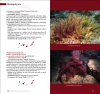 Marine Plants of the Canary Islands