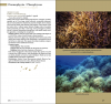 Marine Plants of the Canary Islands