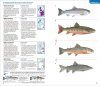 Identifying Animals: All Vertebrates of France, Benelux, Great Britain and Ireland / Tout les Vertébrés de France, Benelux, Grande-Bretagne et Irlande