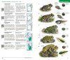 Identifying Animals: All Vertebrates of France, Benelux, Great Britain and Ireland / Tout les Vertébrés de France, Benelux, Grande-Bretagne et Irlande