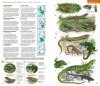 Identifying Animals: All Vertebrates of France, Benelux, Great Britain and Ireland / Tout les Vertébrés de France, Benelux, Grande-Bretagne et Irlande