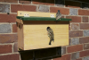 House Sparrow Terrace FSC Nest Box