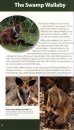Wild Australia Guide: Kangaroos and Their Relatives