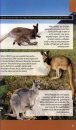 Wild Australia Guide: Kangaroos and Their Relatives