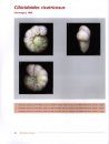 Atlas of Benthic Foraminifera