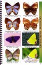 Butterflies of Central America, Volume 2: Lycaenida & Riodinidae: The Hairstreaks and Metalmarks
