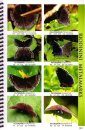 Butterflies of Central America, Volume 2: Lycaenida & Riodinidae: The Hairstreaks and Metalmarks
