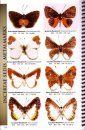 Butterflies of Central America, Volume 2: Lycaenida & Riodinidae: The Hairstreaks and Metalmarks