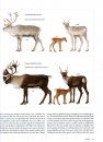 The Natural History of Canadian Mammals