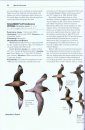 Rare Birds of North America