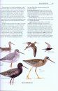 Rare Birds of North America