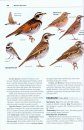 Rare Birds of North America