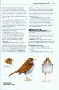 Rare Birds of North America