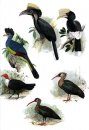Birds of Liberia